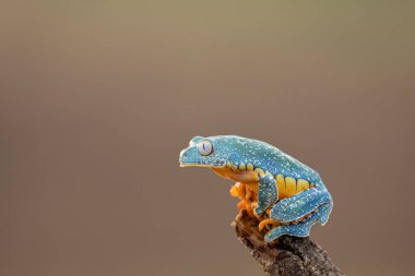 Tiger-striped leaf frog (Phyllomedusa tomopterna) sitting at the end of a branch. Mostly found in South America, living in pristine rain forests. clipart