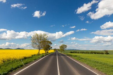 İki tarla arasında ufka giden bir yol. Biri sarı, kolza tohumlu, diğeri yeşil, ekili. Mavi gökyüzü ve birkaç beyaz bulutla harika bir sözleşme. Taze bahar atmosferi.