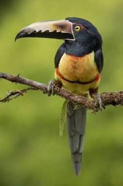 Yakalı Aracari (