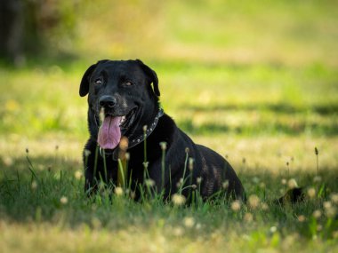 Siyah Labrador 'un yeşil arka planında sevimli ve meraklı bir görünüm.