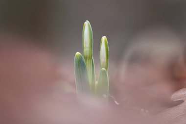 Galanthus or Snowdrops, delicate flowers, among the first to blossom in the spring clipart