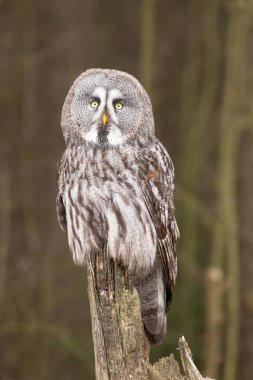 Büyük gri baykuş (