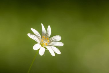Yeşil arkaplanda beyaz çiçeğin görüntüsünü kapat