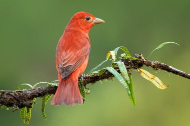 Summer Tanager 'ın göz kamaştırıcı kırmızı renkli erkeği. Yağmur ormanlarının yeşil arka planı. Orta Amerika 'nın sıradan ama güzel küçük kuşu. Meraklı ve tedbirli. Yosun kaplı dalda sessizce otururken.