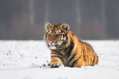 Güzel ve görkemli genç Sibirya Kaplanı kışın tipik doğal ortamında karda yatıyor. Tehlikeli ama aynı zamanda nesli tükenmekte olan bir hayvan.. 