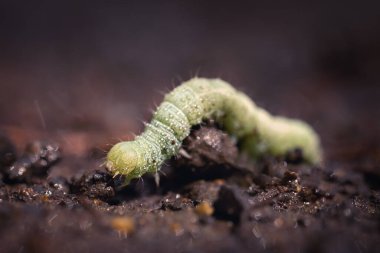 A close up, macro photo of a single caterpillar in a forest, on muddy ground. Light green body with many hair. A beautiful portrait of this tiny creature. clipart