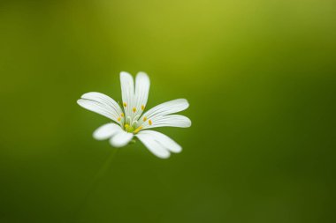 Yeşil arkaplanda beyaz çiçeğin görüntüsünü kapat