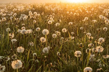 Güzel yaz karahindibaları tarlada çiçekler