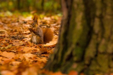 Sıcak bir sabah ışığında doğal bir parkta sevimli, genç, kırmızı bir sincap. Çok sevimli bir hayvan, çevresiyle ilgili ilginç, renkli, komik görünümlü..