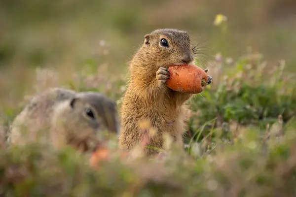 stock image The European ground squirrels (Spermophilus citellus) is a species from the squirrel family, Sciuridae. Very funny, cheerful, curious and also endangered animals.