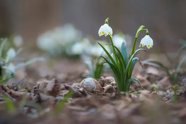 stock image Galanthus or Snowdrops, delicate flowers, among the first to blossom in the spring