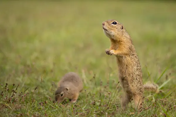 stock image The European ground squirrels (Spermophilus citellus) is a species from the squirrel family, Sciuridae. Very funny, cheerful, curious and also endangered animals.