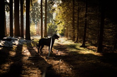 Kara Labrador 'un ormandaki sevimli ve meraklı bakışları.