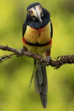 Yakalı Aracari (