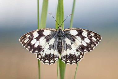 Kelebek doğa arkaplanına yakın görünüm