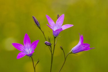Bahçedeki güzel çiçekler doğa arka planında