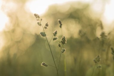Güneşli bir öğleden sonra. Çayırlık çimenler güneşe karşı. Sıcaklık tonları. Huzurlu, rahatlatıcı, sessiz. Çimen tarlası.