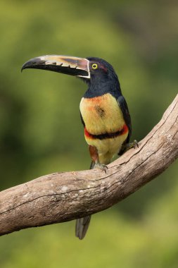 Yakalı Aracari (