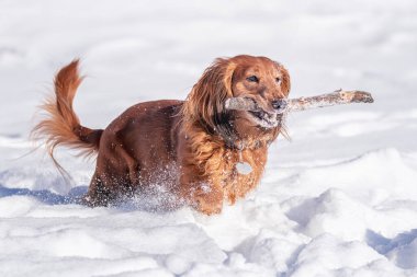 Çok mutlu uzun saçlı Dachshund dişisi karda bir sopayla koşup oynuyor. Güneşli, güneşli bir günde soğuk havanın tadını çıkaran bir köpek..  