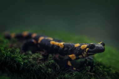 Doğadaki sevimli kertenkeleye yakın plan