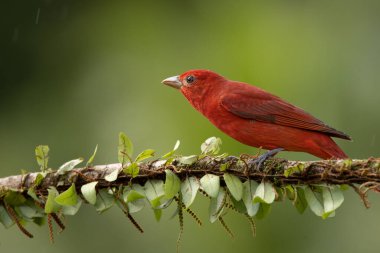 Summer Tanager 'ın göz kamaştırıcı kırmızı renkli erkeği. Yağmur ormanlarının yeşil arka planı. Orta Amerika 'nın sıradan ama güzel küçük kuşu. Meraklı ve tedbirli. Yosun kaplı dalda sessizce otururken.
