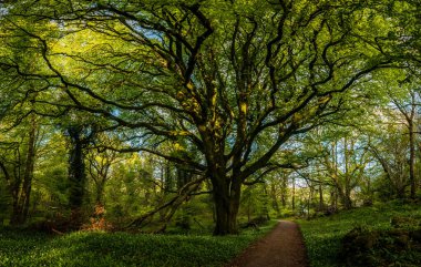 Doğanın arka planındaki ormanın güzel manzarası