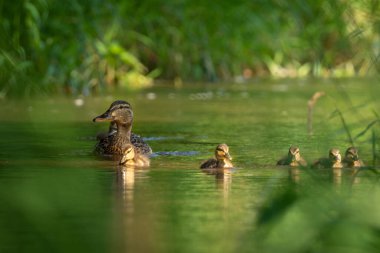 Göldeki ördek ailesi, yakın görüş. 