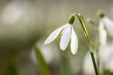 Galanthus veya Kartanesi, narin çiçek, ilkbaharda açan ilk çiçeklerden biri.