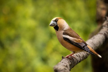 Hawfinch (Coccothraustes coccothraustes), ispinozgiller (Fringillidae) familyasından bir kuş türü. Bu kuş Avrupa 'da ve ılıman Asya' da ürer (Palearctic). Genel olarak Avrupa 'da ikamet etmektedir..