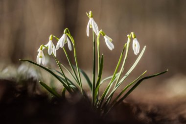 İlkbaharda açan ilk çiçekler arasında, Galanthus veya Kardamlaları, narin çiçekler