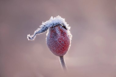  Sabah ayazıyla kaplı gül kalçası. Tek bir gül kalçasının detaylı fotoğrafı. Sıcak ve hoş bir ışıkla soğuk bir kış sabahı. Çok sağlıklı bir vitamin kaynağı. Önlem olarak iyi..