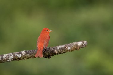 Summer Tanager 'ın göz kamaştırıcı kırmızı renkli erkeği. Yağmur ormanlarının yeşil arka planı. Orta Amerika 'nın sıradan ama güzel küçük kuşu. Meraklı ve tedbirli. Yosun kaplı dalda sessizce otururken.