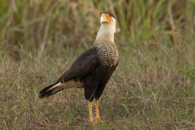 Caracara (
