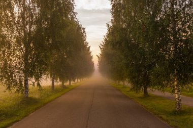 Sonbahar ormanlarında doğa arka planında yol