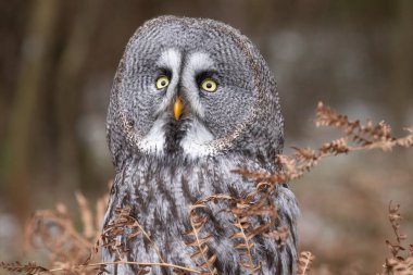 The great grey owl or great gray owl (Strix nebulosa) is a very large owl, documented as the world's largest species of owl by length. Often called as Phantom of the North. clipart