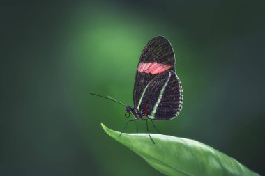 Heliconius Melpomene, postacı kelebeği, sıradan postacı ya da sadece postacı.