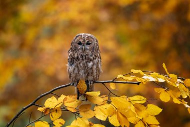 Medium-sized owl with deep black eyes; strictly nocturnal and infrequently seen. Brown to gray-brown overall with big rounded head. Favors woodland, forest, parkland. clipart