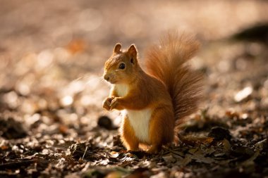 Sıcak bir sabah ışığında doğal bir parkta sevimli, genç, kırmızı bir sincap. Çok sevimli bir hayvan, çevresiyle ilgili ilginç, renkli, komik görünümlü..