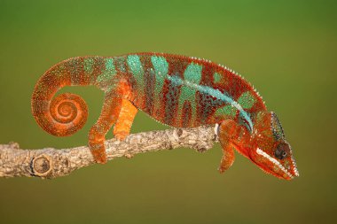 Panter bukalemunu (Furcifer pardalis). Latince adı Latince 