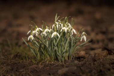 İlkbaharda açan ilk çiçekler arasında, Galanthus veya Kardamlaları, narin çiçekler