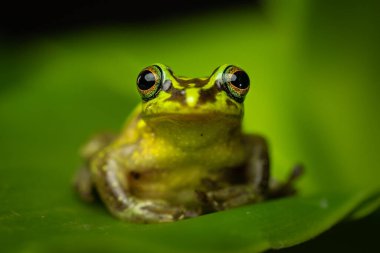 green and golden bell frog (Ranoidea aurea), also named the green bell frog, green and golden swamp frog, is a ground-dwelling tree amphibian native to eastern Australia. clipart