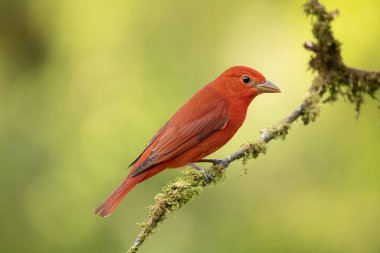 Summer Tanager 'ın göz kamaştırıcı kırmızı renkli erkeği. Yağmur ormanlarının yeşil arka planı. Orta Amerika 'nın sıradan ama güzel küçük kuşu. Meraklı ve tedbirli. Yosun kaplı dalda sessizce otururken.