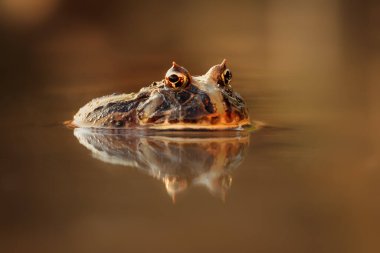 Su yüzeyine yansıyan egzotik kurbağanın renkli ve ılık bir fotoğrafı. Hala karada oturuyor, harika doğal çekim..
