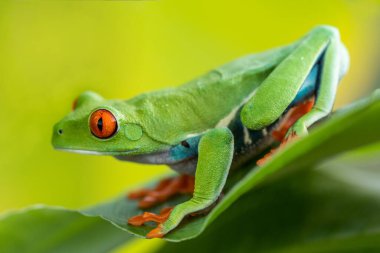 Muhteşem Kırmızı Gözlü Ağaç Kurbağası palmiye yaprağının üzerinde oturuyor. Harika renkli bir amfibi. Yeşil arka planda çok sevimli bir hayvan..