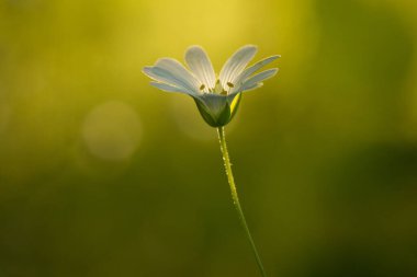 Yeşil arkaplanda beyaz çiçeğin görüntüsünü kapat
