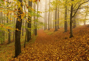 Ormanda kırmızı ve altın ağaçlarla dolu güzel sonbahar manzarası