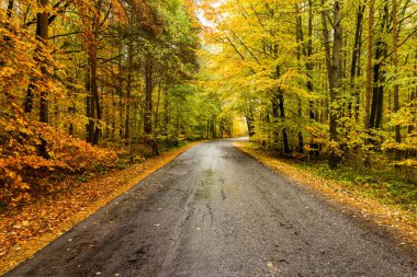 Sonbaharda ormanda doğa arka planında yol