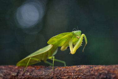 Gün doğarken yağmur ormanlarında bir peygamber devesi sessizce bir ağaç dalında oturuyor.. 