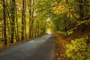 Sonbahar yapraklarının arasından geçen yol. İnanılmaz renkler, ıslak yol, sessizlik. Orman çok renkli.. 