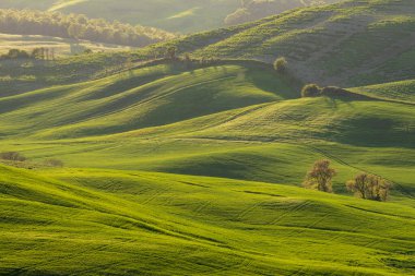 Sonsuz yeşil alanlar ve çayırlar. Güzel yeşil tepeler